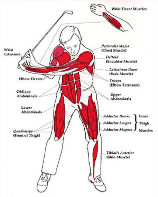 Diagram of the muscles used in a golf swing